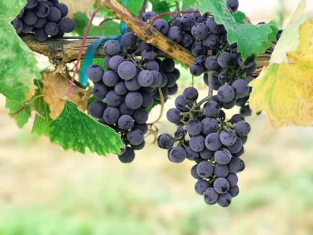 grape flavoring